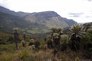 Lee más sobre el artículo Implementan acciones de restauración ecológica del Parque Nacional Natural de Pisba