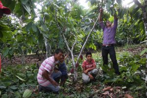 Lee más sobre el artículo Boyacá, Nariño y Putumayo son los finalistas del Concurso Nacional de Cacaos Finos y Aroma de Oro